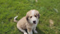 Quartz (Sold) Male Great Bernese Puppy