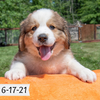 Queen (Sold) Female Great Bernese Puppy