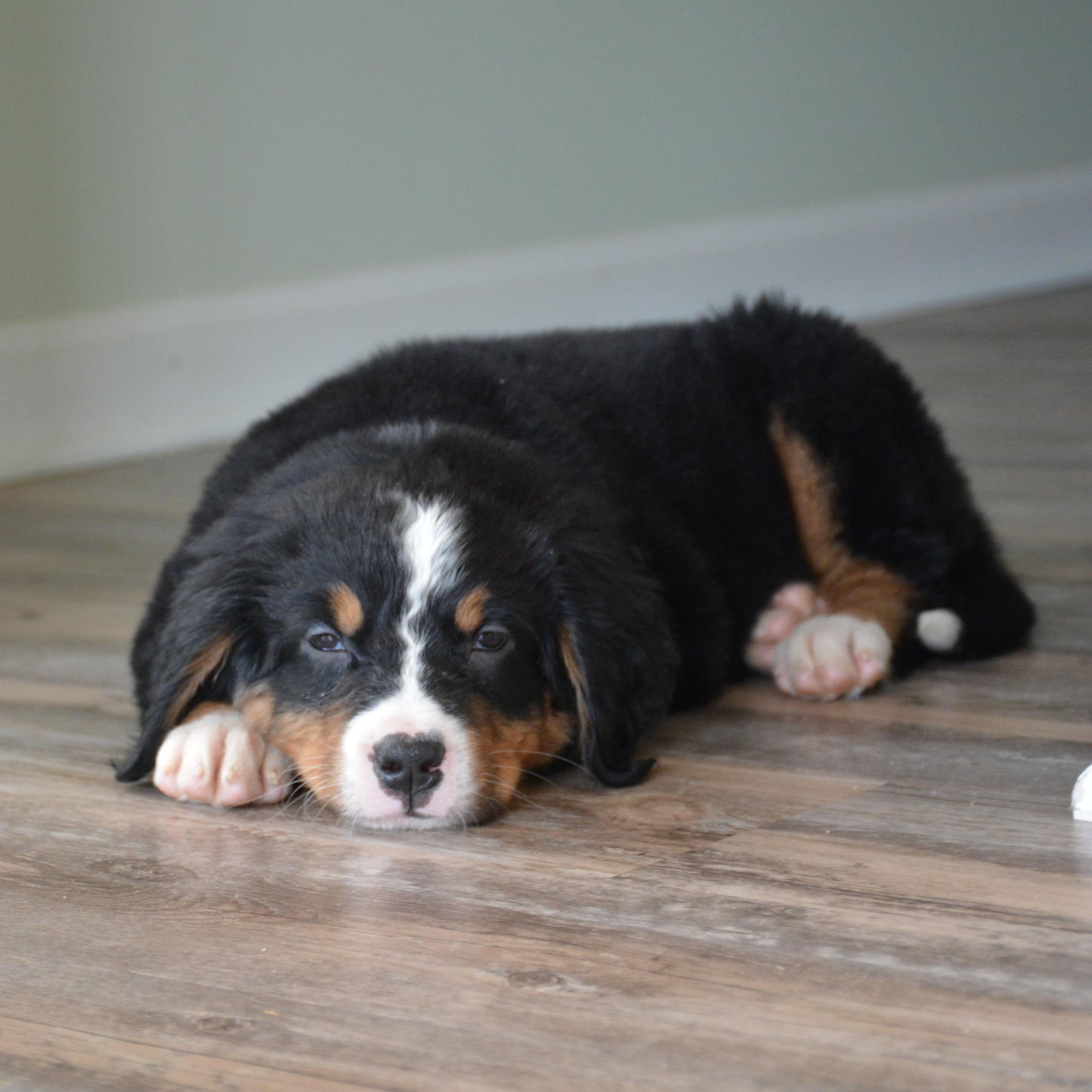 Beckett Female Bernese Mountain Dog