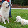 Cagney Female Great Pyrenees