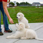Cagney Female Great Pyrenees