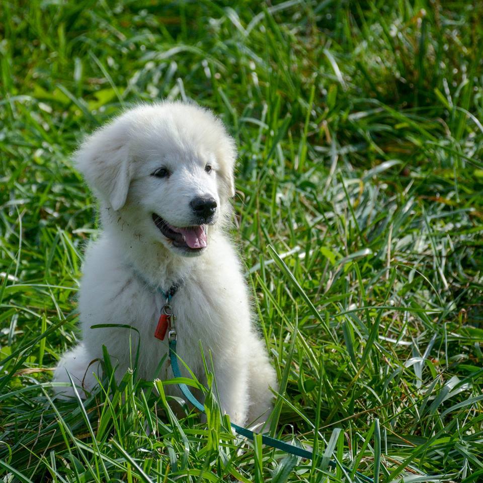 Lacey Female Great Pyrenees