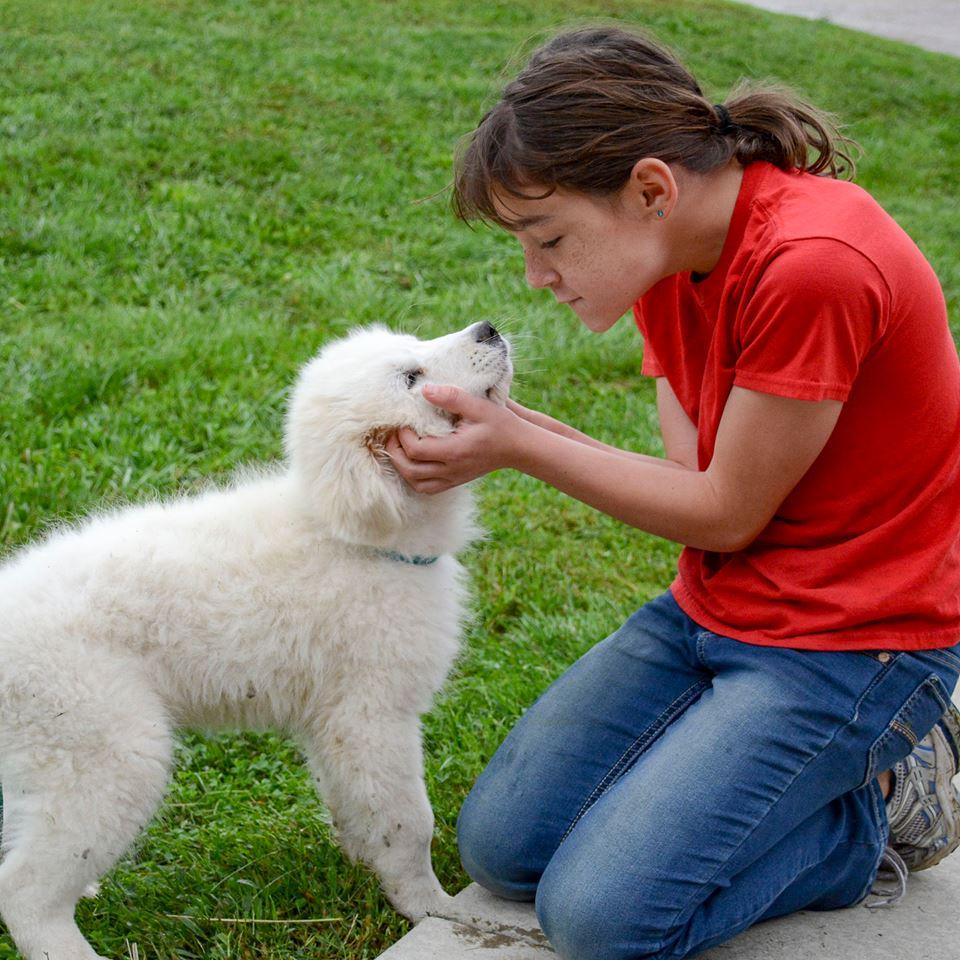 Lacey Female Great Pyrenees
