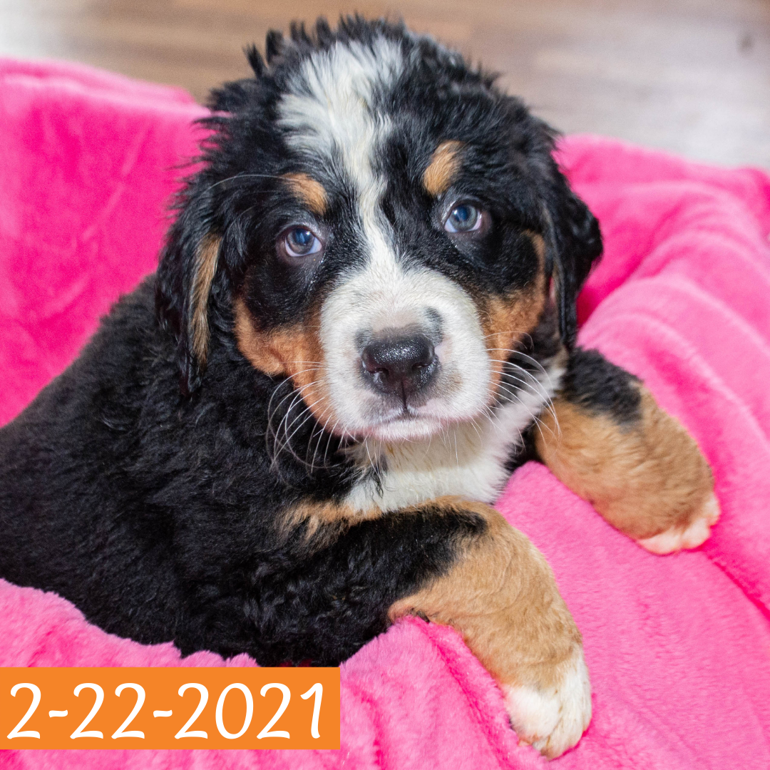 Camelot Female Bernese Mountain Dog Puppy