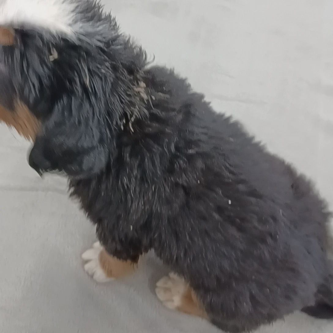 great bernese puppy for sale