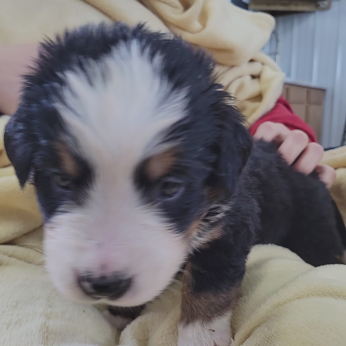 4 week old bernese mountain dog puppy
