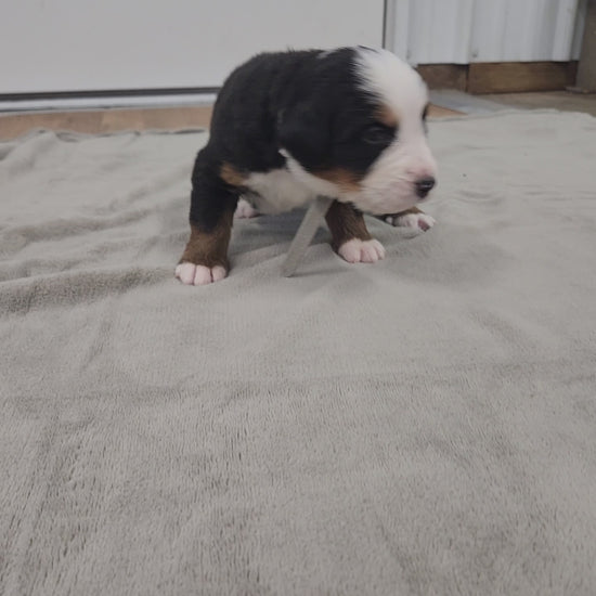 bernese mountain dog puppy 2 weeks old