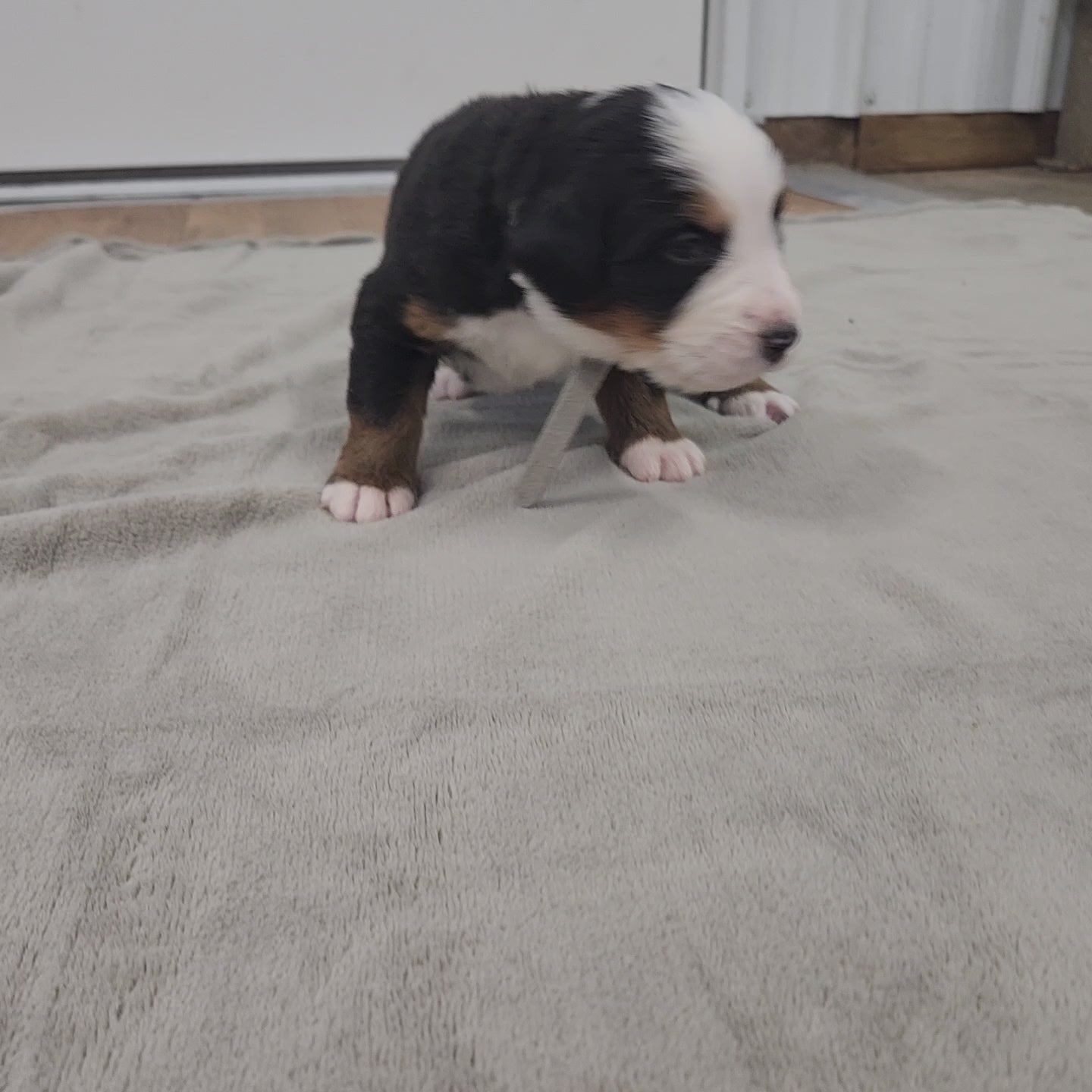 bernese mountain dog puppy 2 weeks old