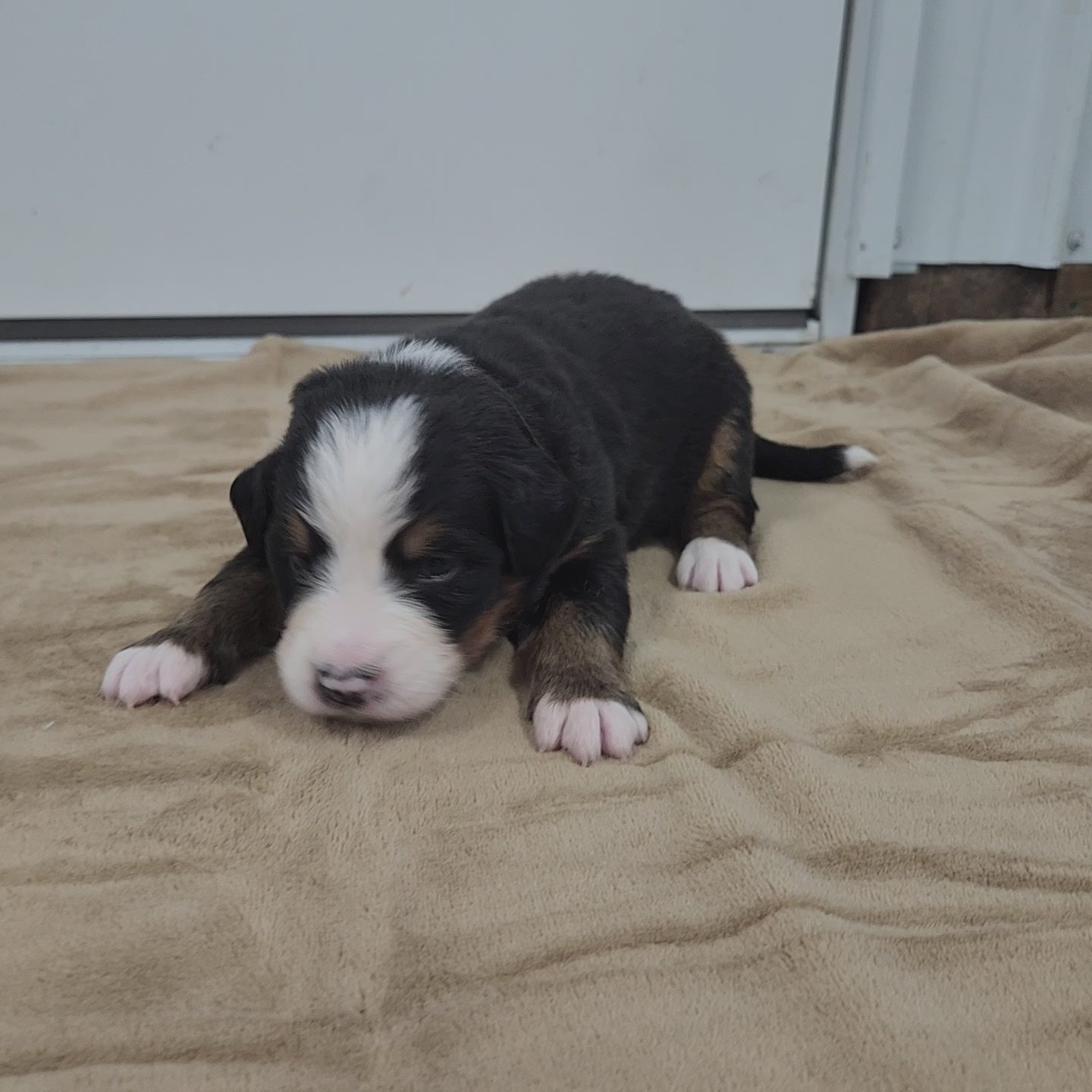 bernese mountain dog puppy 2 weeks old