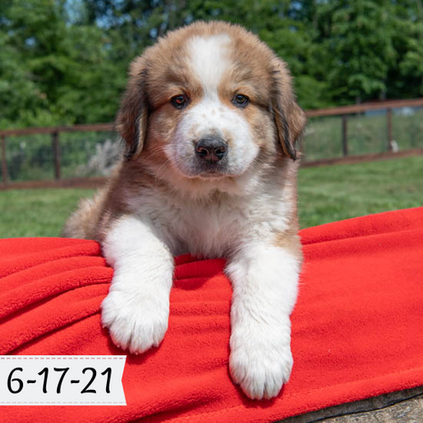 Oliver - Great Bernese Puppy (Male)