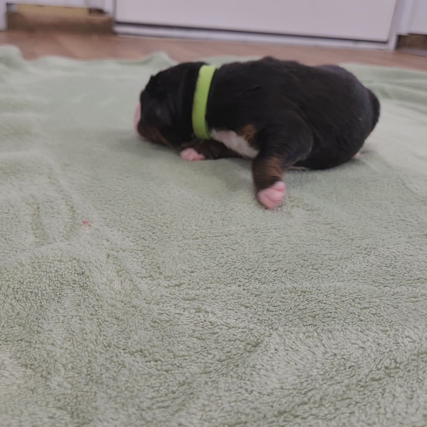bernese mountain dog four days old