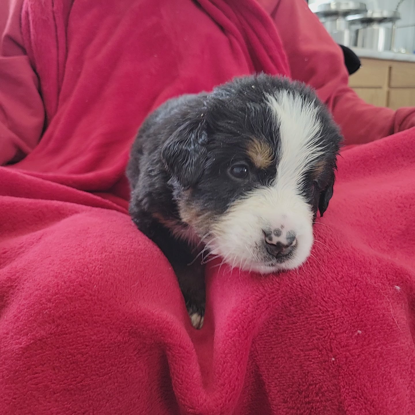 4 week old bernese mountain dog puppy