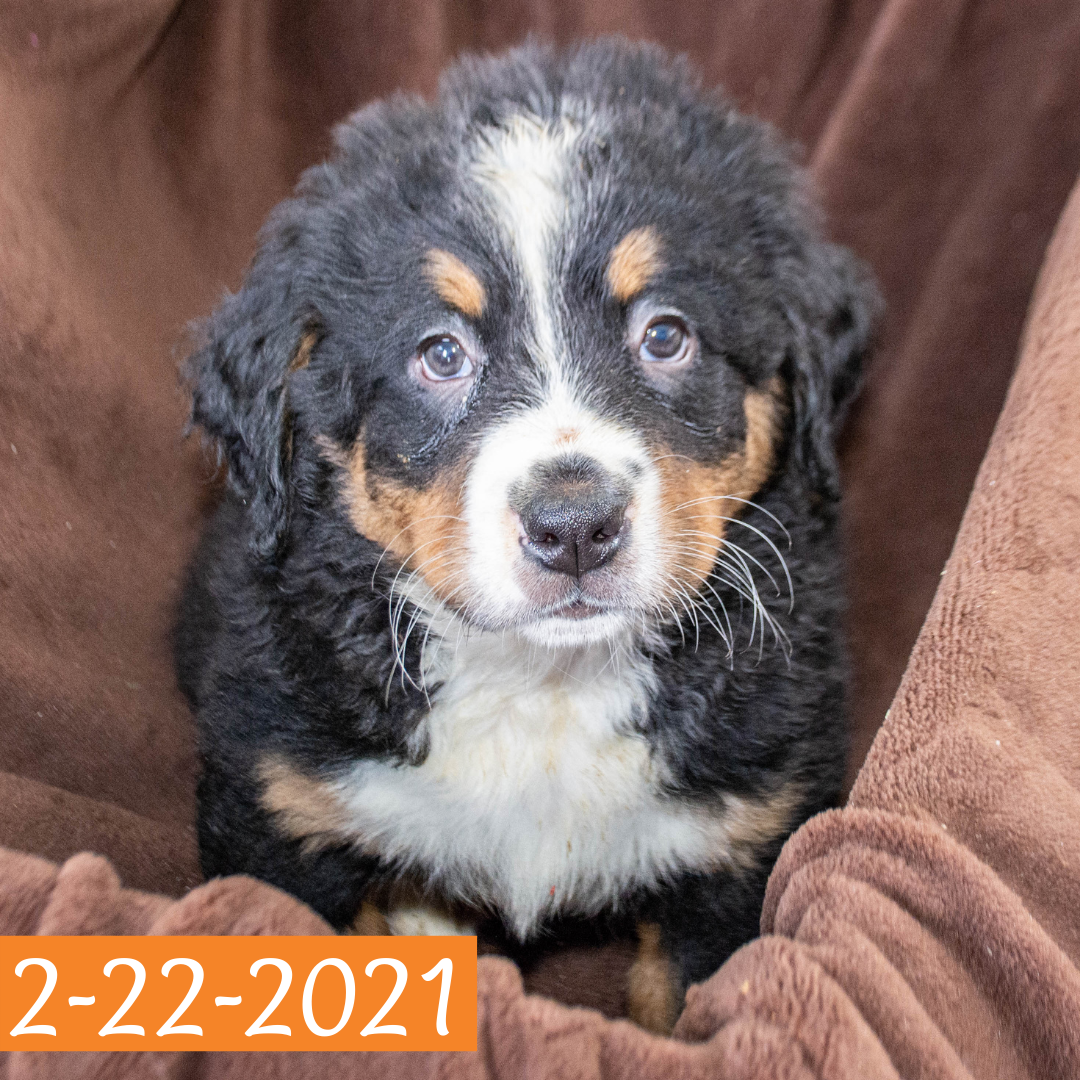 Merlin (Sold) Male Bernese Mountain Dog Puppy