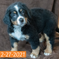 Merlin (Sold) Male Bernese Mountain Dog Puppy