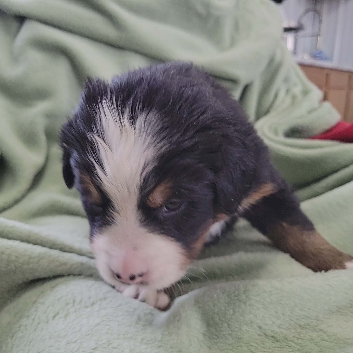 4 week old bernese mountain dog puppy