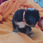 4 week old bernese mountain dog puppy