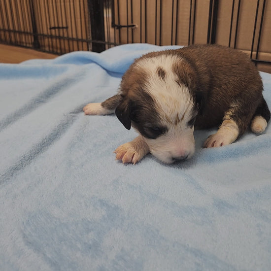 great bernee puppy 2 weeks old