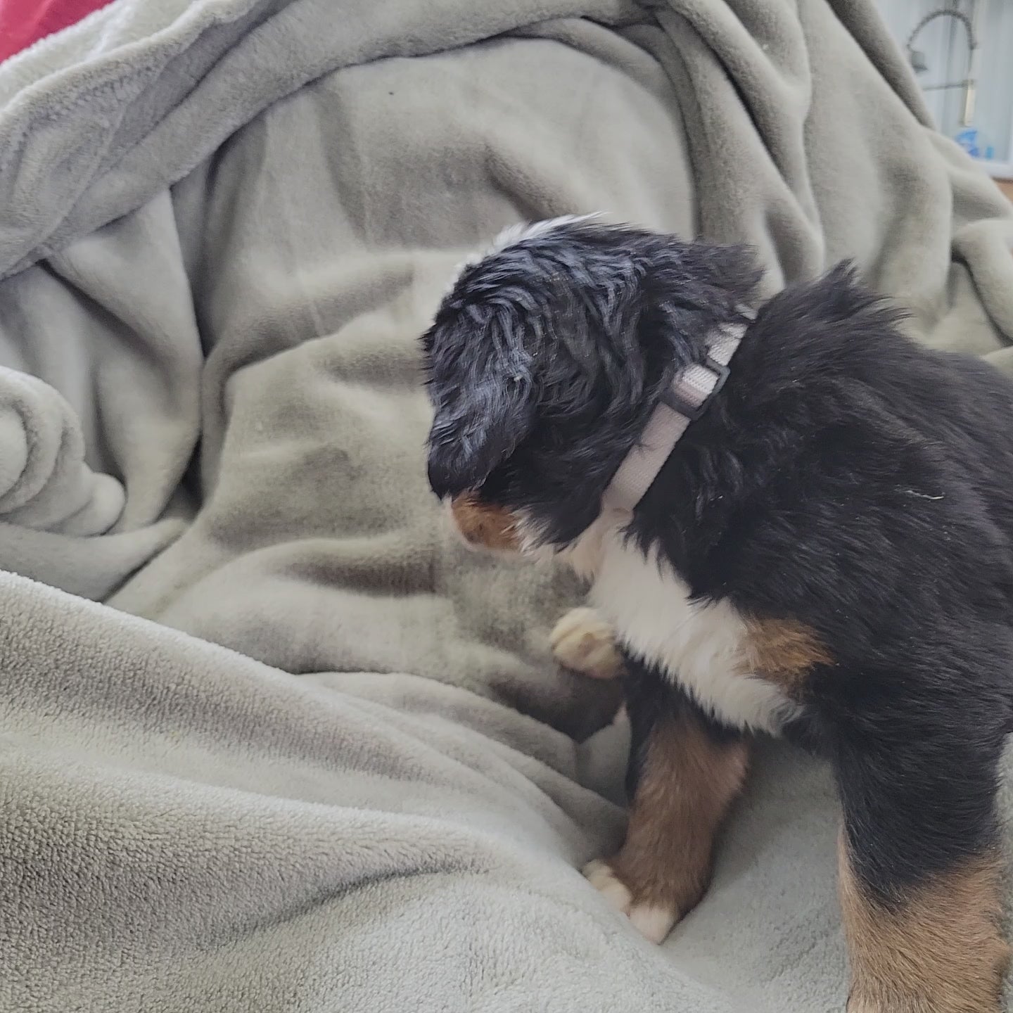 4 week old bernese mountain dog puppy