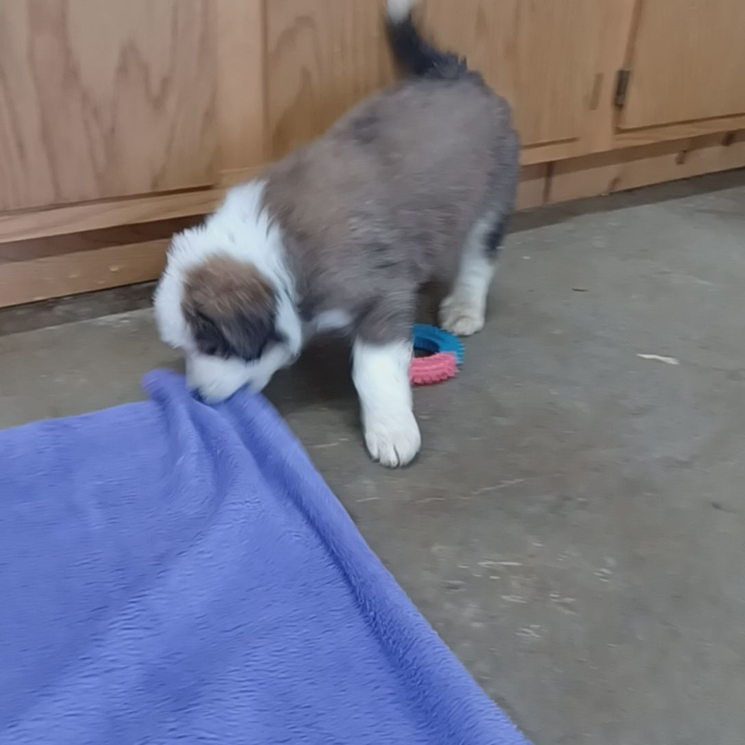 great bernese puppy for sale