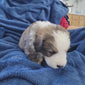4 week old great bernese puppy