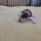 great bernese puppy at two days old