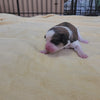 great bernese puppy at two days old