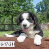 Diggle (Sold) Male Great Bernese Puppy