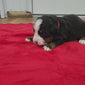 bernese mountain dog puppy 2 weeks old