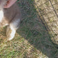 Peridot (Sold) Male Great Bernese Puppy