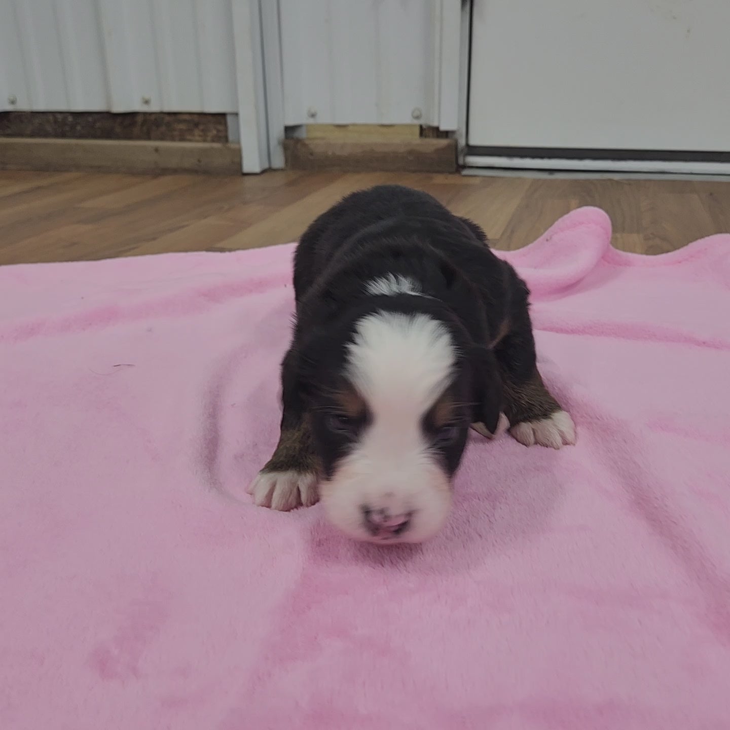 bernese mountain dog puppy 2 weeks old