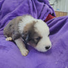 4 week old great bernese puppy