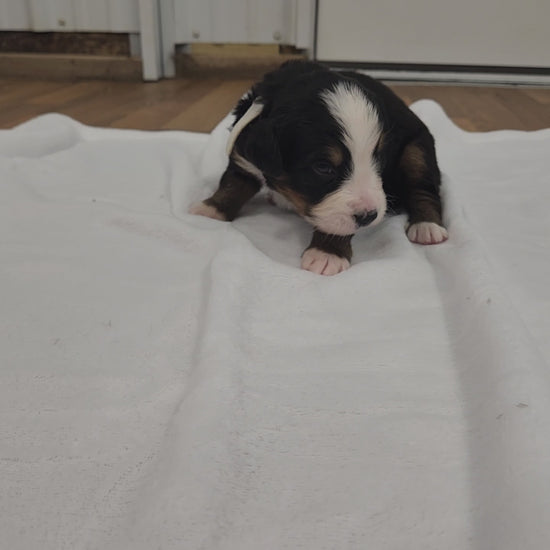 bernese mountain dog puppy 2 weeks old