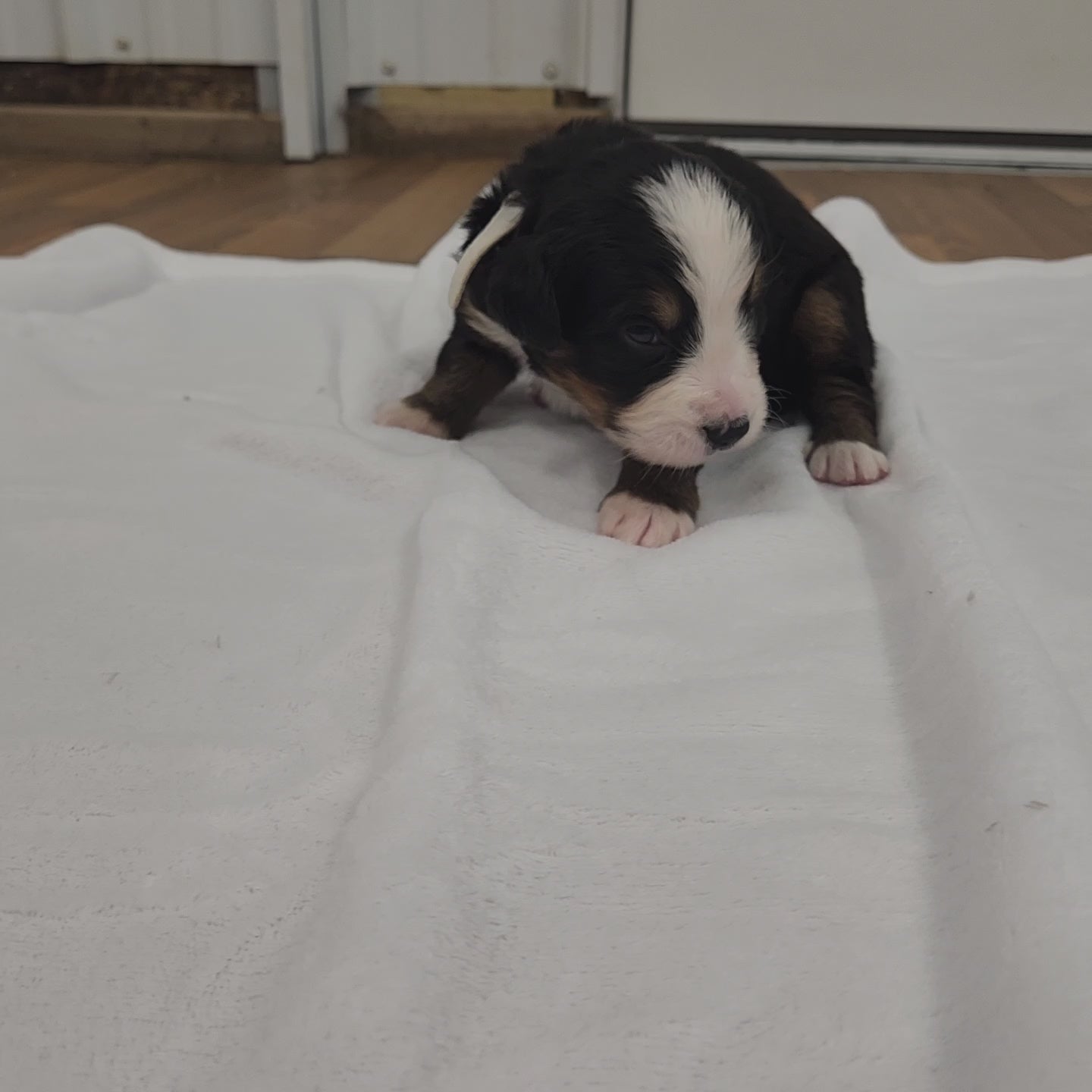 bernese mountain dog puppy 2 weeks old