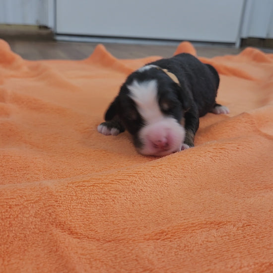 bernese mountain dog four days old
