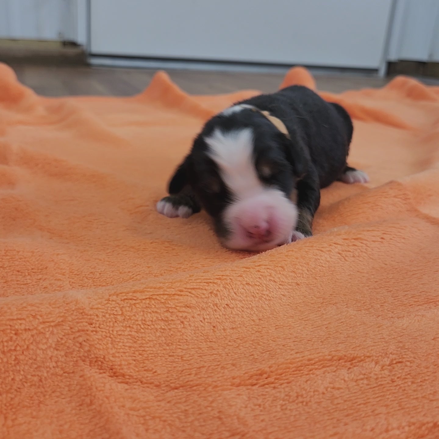 bernese mountain dog four days old