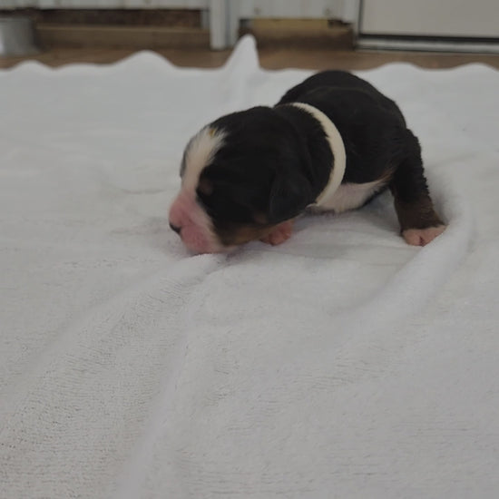 bernese mountain dog four days old