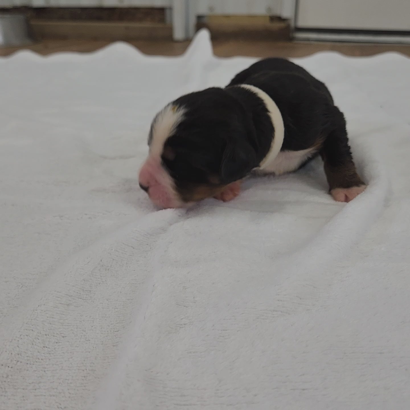 bernese mountain dog four days old