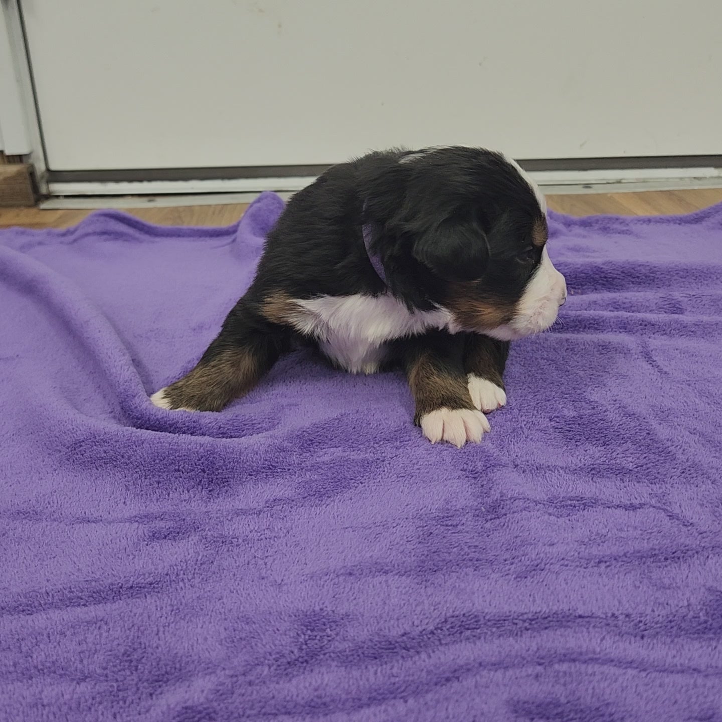 bernese mountain dog puppy 2 weeks old