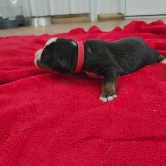 bernese mountain dog four days old