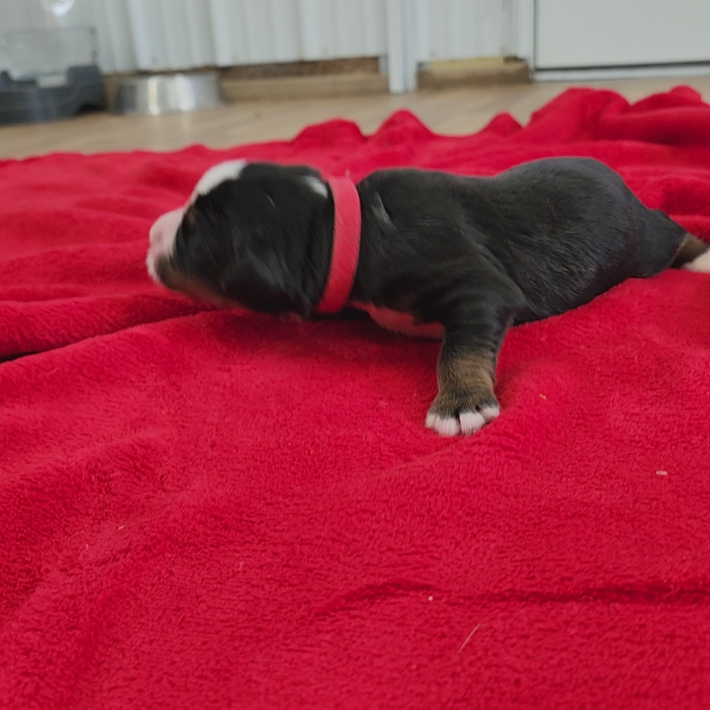 bernese mountain dog four days old