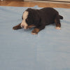 bernese mountain dog puppy 2 weeks old