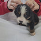 4 week old bernese mountain dog puppy