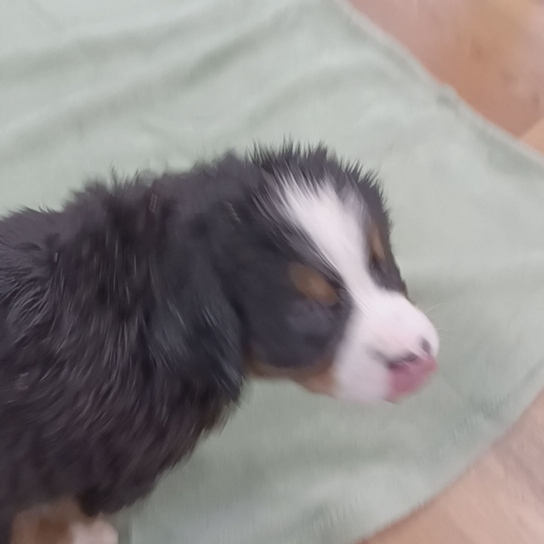 great bernese puppy for sale