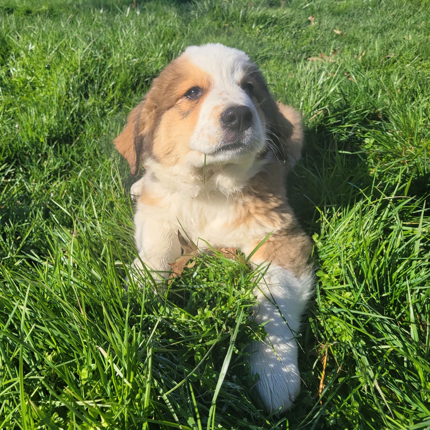 Alexandrite (Sold) Female Great Bernese Puppy
