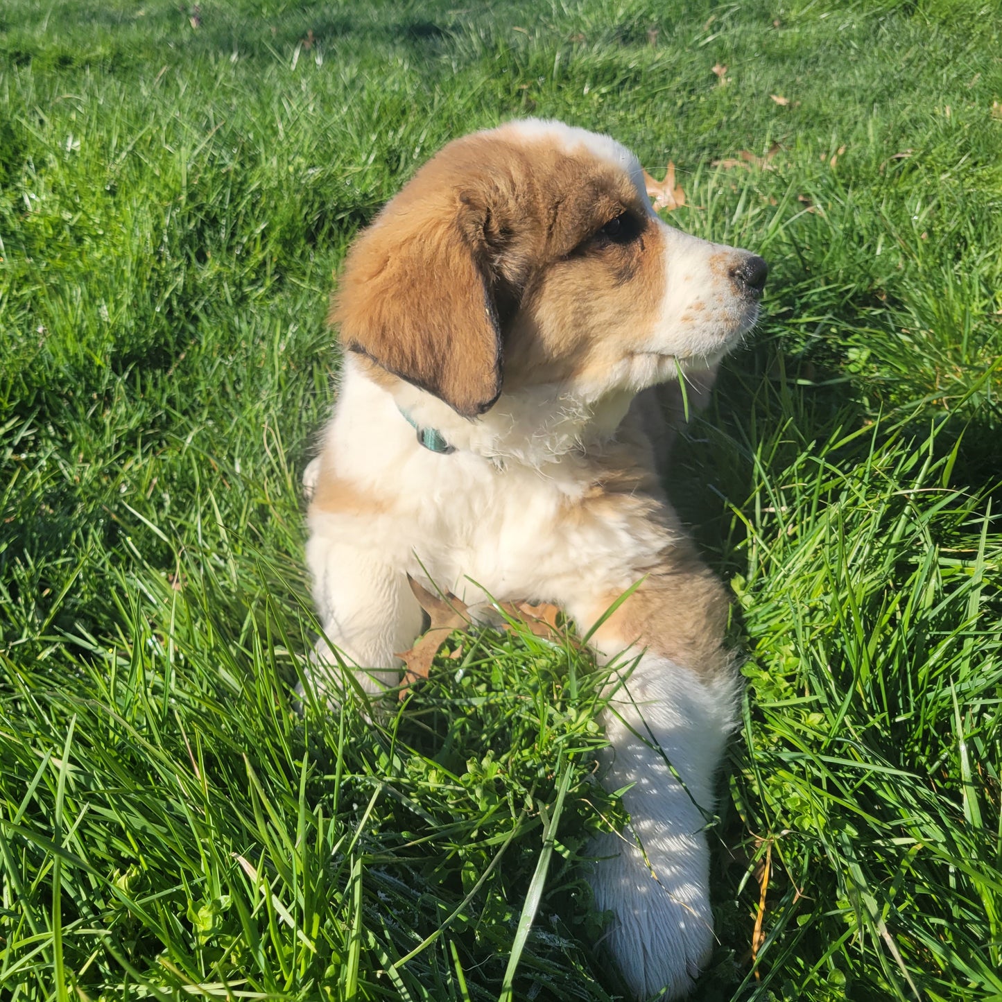 Alexandrite (Sold) Female Great Bernese Puppy
