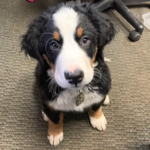 Pendragon (Sold) Male Bernese Mountain Dog Puppy