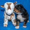 Arthur the Male Bernese Mountain Dog Puppy Camelot January With Stuffed Animal Baby Goat Toy