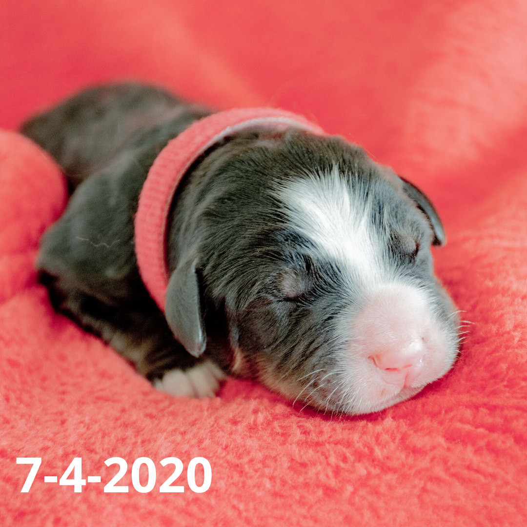Join the Bernese Mountain Dog Puppy Waiting List (non-refundable fee)