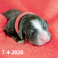 Join the Bernese Mountain Dog Puppy Waiting List (non-refundable fee)
