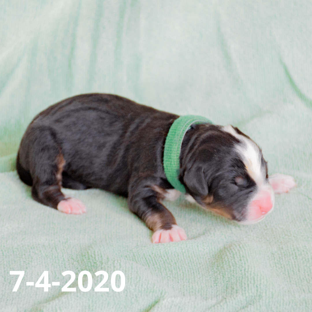 Yankee (Sold) Male Bernese Mountain Dog Puppy
